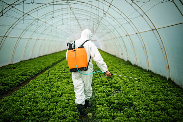 Best Pest Removal Services  in Llano Grande, TX