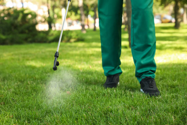 Best Local Pest Control Services  in Llano Grande, TX