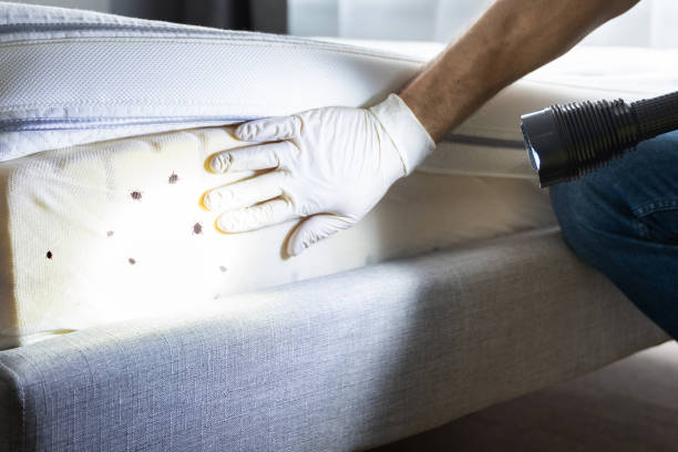 Trusted Llano Grande, TX Pest Control Experts