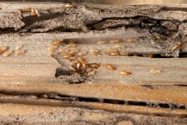 Best Affordable Pest Control Services  in Llano Grande, TX